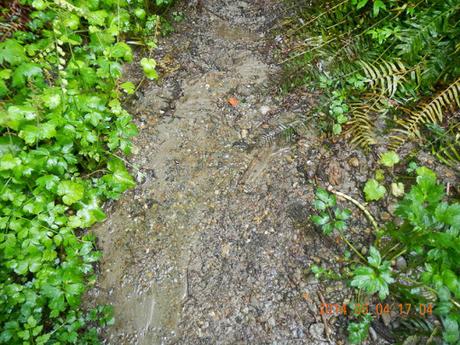 The Water Cycle and Different Stages of The Water Cycle runoff