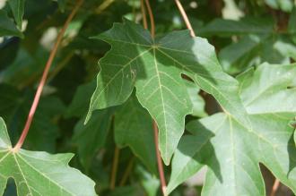 Acer miyabei Leaf (15/05/2015, Kew Gardens, London)