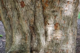 Acer opalus subsp. obtusatum Bark (15/08/2015, Kew Gardens, London)