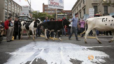 dairy farmers bring tractors and cattle to Parliament Hill to protest !