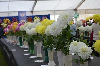 The Malvern Autumn Show - of long carrots and rabbits