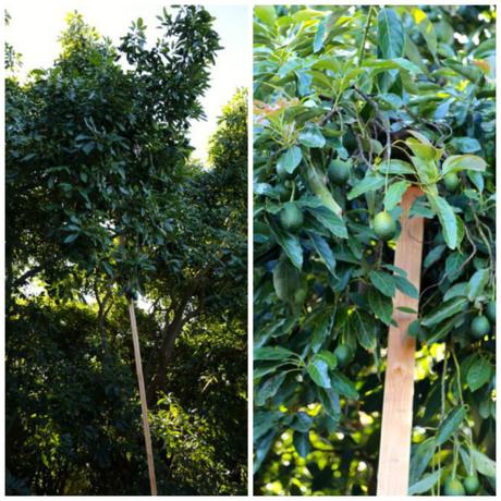 avocado tree supports