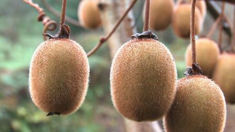 Nutrition facts and Information for Kiwi fruit Nutrition facts and Information for Kiwi fruit