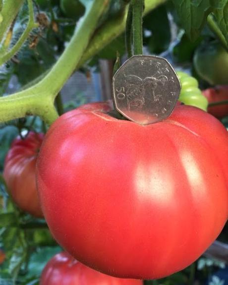 brandywine tomato with 50p as a scale