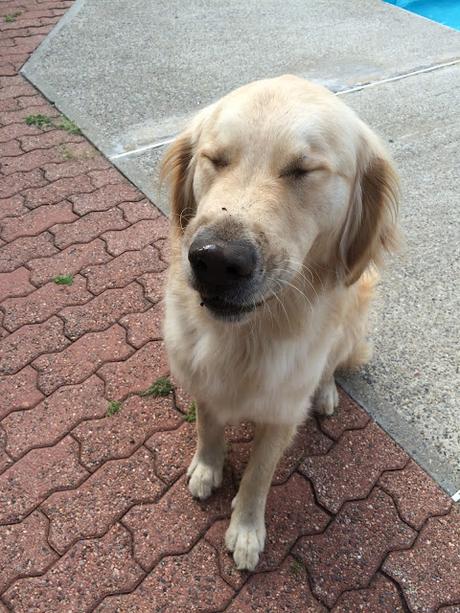Dog closing his eyes after digging hole Monday Mischief