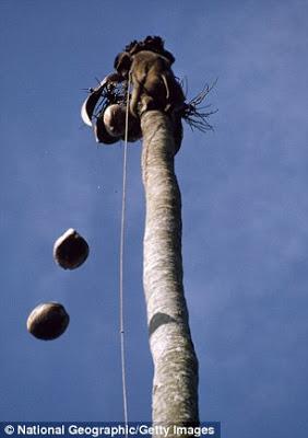 chained monkeys - cruel employment plucking coconuts !!