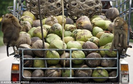 chained monkeys - cruel employment plucking coconuts !!