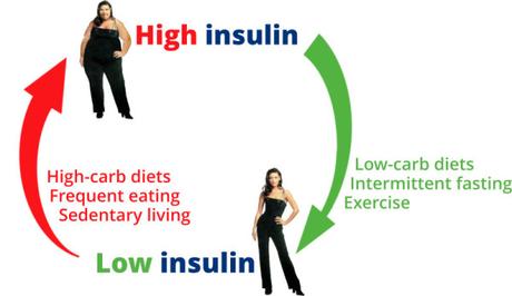 Weight Control – The Calories vs. Insulin Theory Weight Control – The Calories vs. Insulin Theory