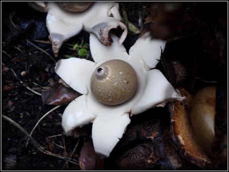 Earthstar fungi