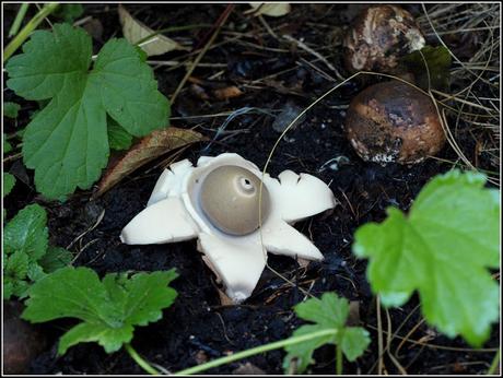 Earthstar fungi