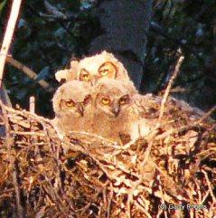 Birds Around Coldwater Farm