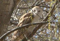 Birds Around Coldwater Farm