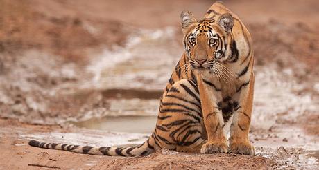 The oldest national park in India – Jim Corbett The oldest national park in India – Jim Corbett