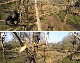 Chimp takes down drone