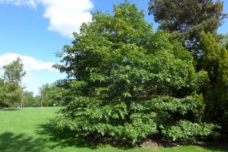 Quercus falcata (19/09/2015, Kew Gardens, London)