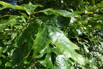 Quercus falcata Leaf (19/09/2015, Kew Gardens, London)