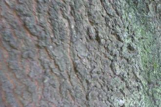 Quercus falcata Bark (19/09/2015, Kew Gardens, London)