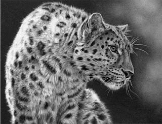 Julie Rhodes - wildlife artist - pencil drawings