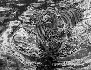 Julie Rhodes - wildlife artist - pencil drawings