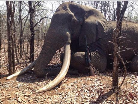 Canned hunting ~ another big tusker hunted in Zimbabwe by a German