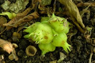Corylus heterophylla var. heterophylla Nut (19/09/2015, Kew Gardens, London)