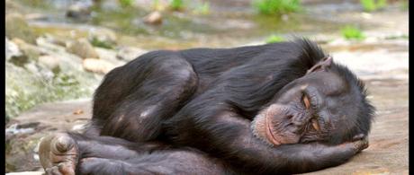 Humans evolved to sleep less