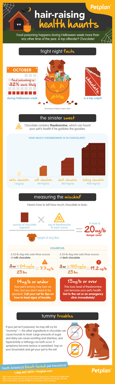3 Things to Know if Your Dog Eats Chocolate