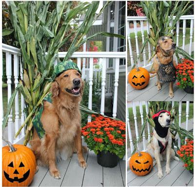 halloween pet safety three things to know if your dog eats chocolate