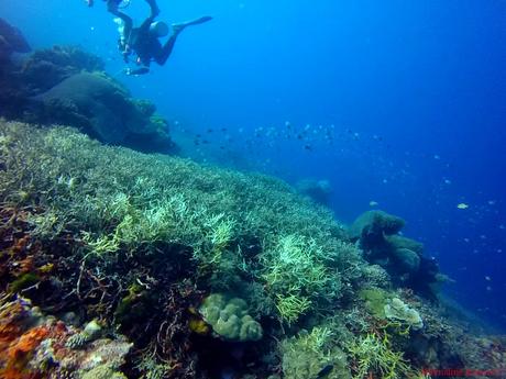 Scuba Diving Apo Island