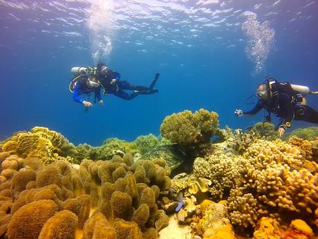 Scuba Diving Apo Island