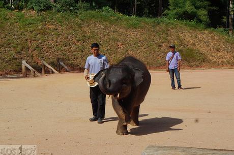 What to Do in Terengganu: Kenyir Lake’s Elephants and Water Park