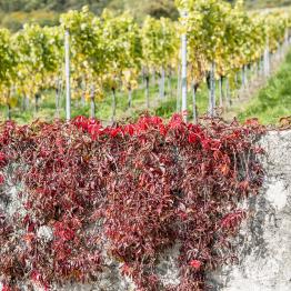 In between lines uno _DSC0539