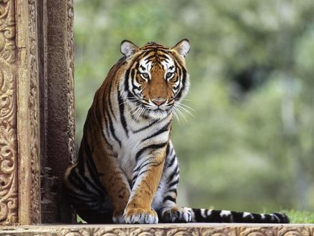 Save the tigers before they are silenced forever. Save the tigers before they are silenced forever.