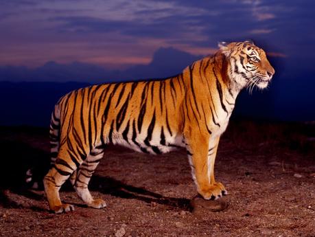 Save the tigers before they are silenced forever. Save the tigers before they are silenced forever.