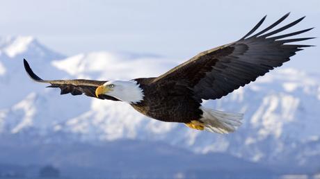 Meet The Bald Eagle – National Emblem of the United States Meet The Bald Eagle – National Emblem of the United States