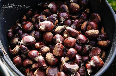 castanhas / chestnuts from Penela da Beira