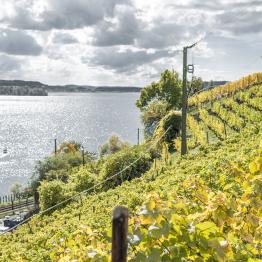 In between lines due _DSC0503