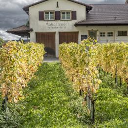 In between lines due _DSC0494