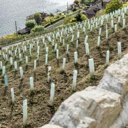 In between lines due _DSC0535