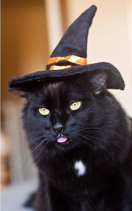 witch cat statue