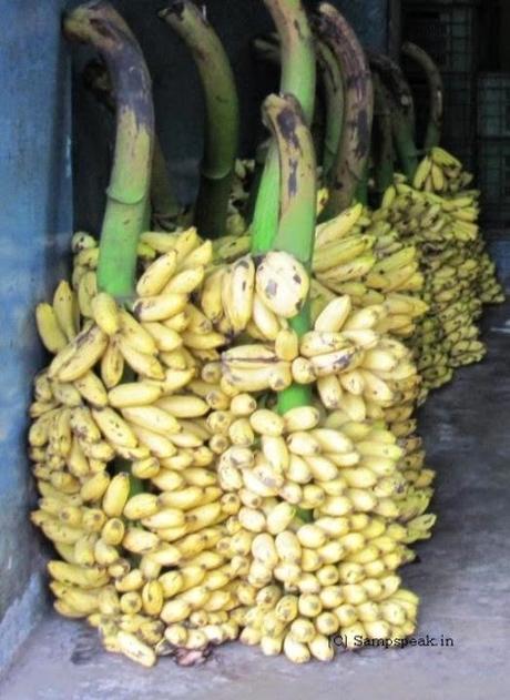 end of speckled banana ~ Scientists add to shelf-life of bananas