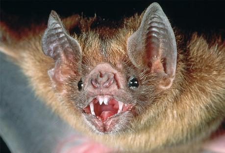 The Vampire Bat The Vampire Bat