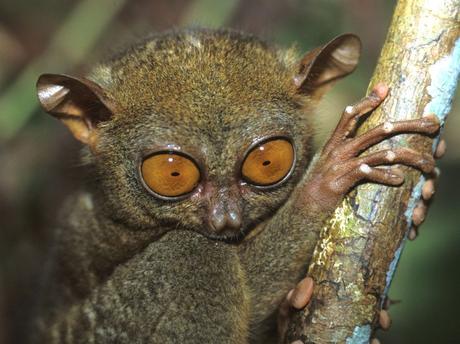 A cuddly-looking creature – Tarsier A cuddly-looking creature – Tarsier