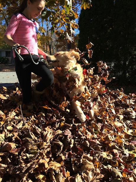 dog playing in leaves wordless wednesday