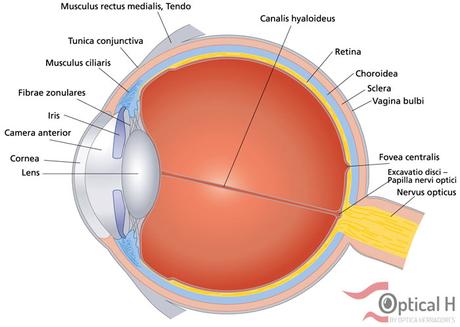 structure parts of the eye opticalh