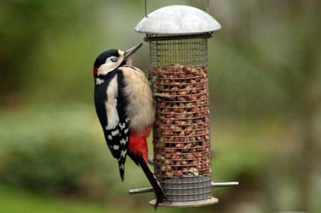 Male Woodpecker with closed eye lid