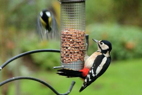 Female Great Spotted Woodpecker observing a departing male Great Tit 