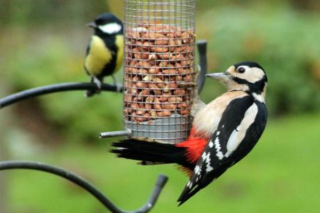 Female Great Spotted Woodpecker and Male Great Tit