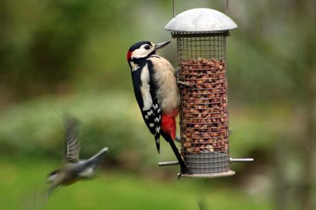 Great Spotted Woodpecker with passing Blue Tit