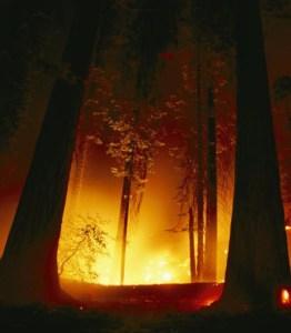 sequoia wildfire
